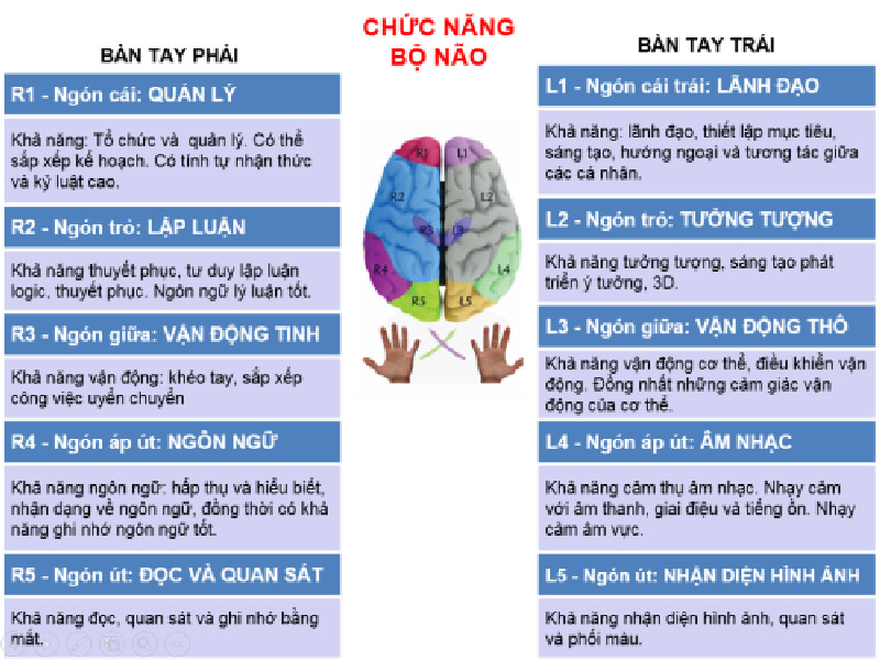 Chức năng của 10 đầu ngón tay liên quan tới não bộ