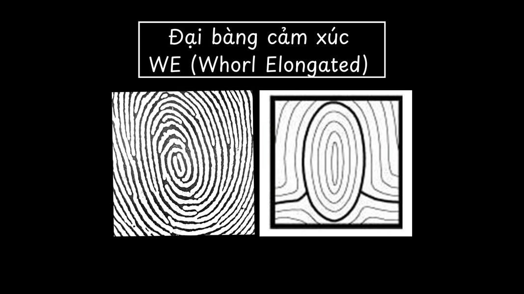 Chủng đại bàng cảm xúc WE (Whorl Elongated)