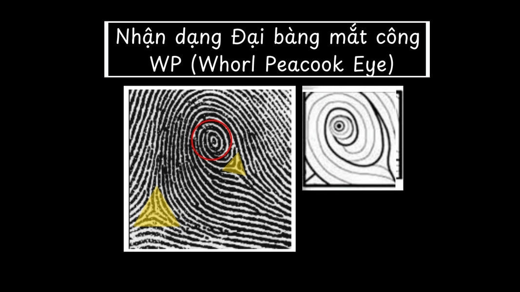 Chủng đại bàng mắt công WP (Peacock Eye)