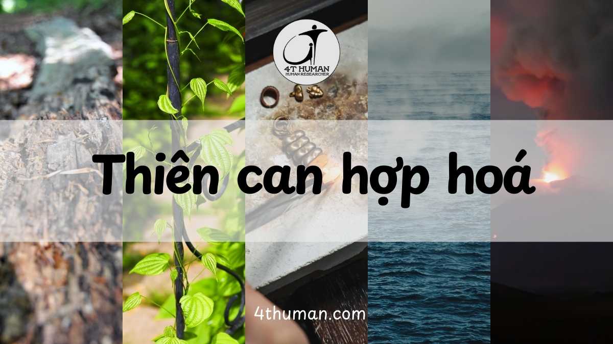 thiên can hợp hoá 4T Human